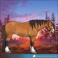 Horse Color:Buckskin 
