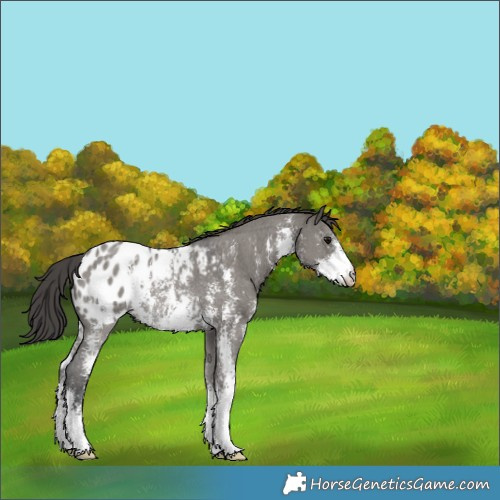 Horse Color:Grullo Sabino Appaloosa Rabicano 