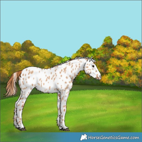 Horse Color:Red Dun Appaloosa 