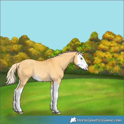 Horse Color:Palomino Dun Splash Rabicano 
