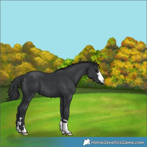 Horse Color:Black 