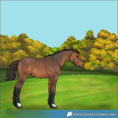 Horse Color:Bay 
