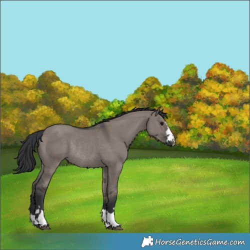 Horse Color:Grullo Rabicano 