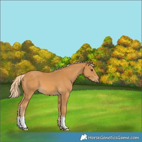 Horse Color:Palomino 