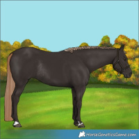 Horse Color:Liver Chestnut Rabicano 
