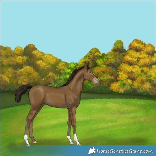 Horse Color:Gray Classic Cream Champagne 