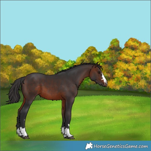 Horse Color:Brown 