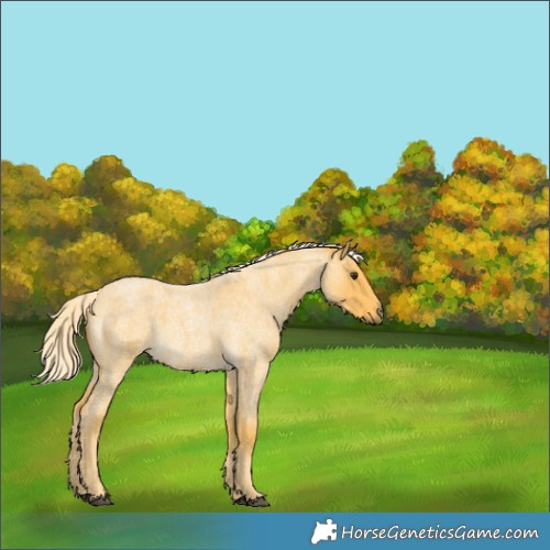 Horse Color:Palomino Roan Rabicano 