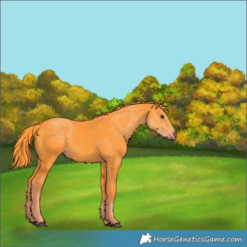 Horse Color:Watercolor Liver Chestnut Rabicano 