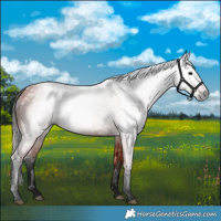 Horse Color:Gray Bay 