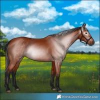 Horse Color:Gray Bay