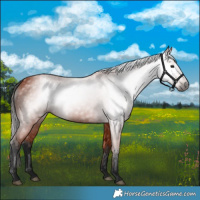 Horse Color:Gray Bay 