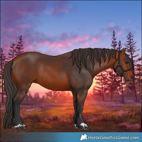Horse Color:Bay Rabicano 