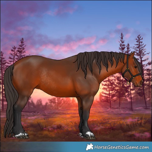 Horse Color:Bay Rabicano