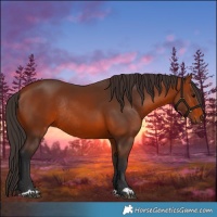 Horse Color:Bay Rabicano 
