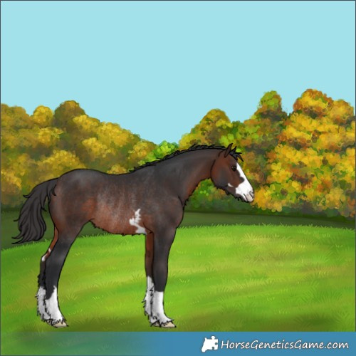 Horse Color:Brown Rabicano 