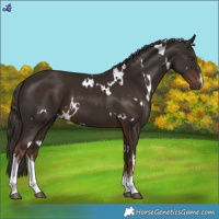 Horse Color:White Spotted Liver Chestnut 