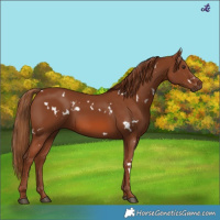 Horse Color:White Spotted Chestnut 