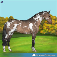 Horse Color:White Spotted Brown Dun 