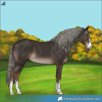 Horse Color:Liver Chestnut Mushroom 