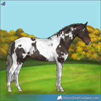 Horse Color:White Spotted Liver Chestnut Mushroom Tobiano Rabicano