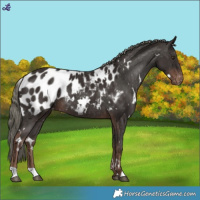 Horse Color:White Spotted Liver Chestnut Mushroom Near Leopard Rabicano 