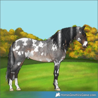 Horse Color:White Spotted Brown Roan Rabicano 
