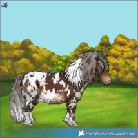 Horse Color:White Spotted Liver Chestnut Mushroom Appaloosa 