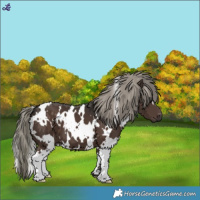 Horse Color:White Spotted Liver Chestnut Mushroom