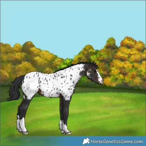 Horse Color:Brown Appaloosa 