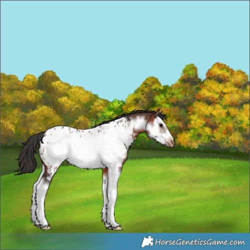 Horse Color:Brown Splash Frame Near Leopard Rabicano 