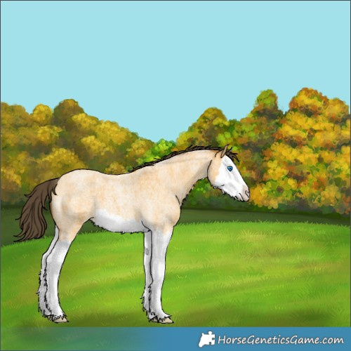 Horse Color:Buckskin Roan Splash 