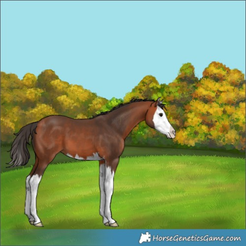 Horse Color:Bay Splash 