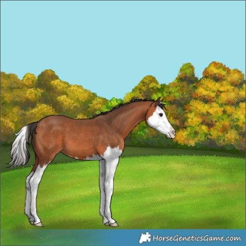 Horse Color:Bay Splash 