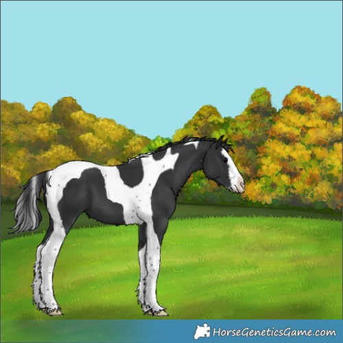 Horse Color:Black Splash Tobiano 