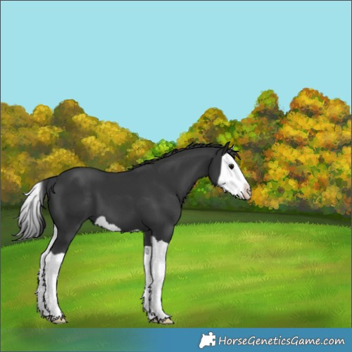 Horse Color:Black Splash 
