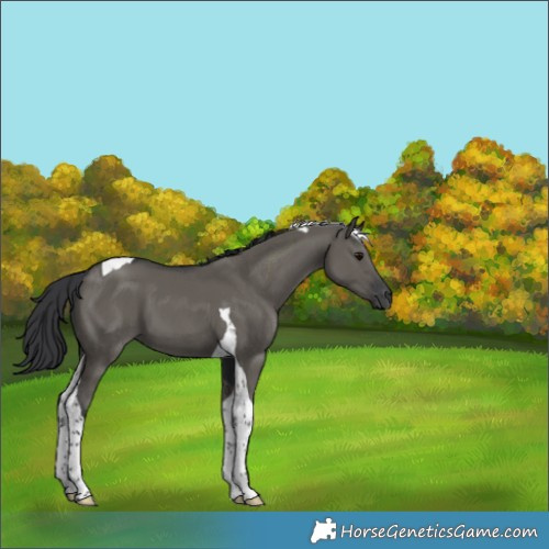 Horse Color:Grullo Tobiano 