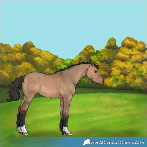 Horse Color:Bay Dun 