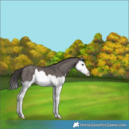 Horse Color:Smoky Grullo Splash 
