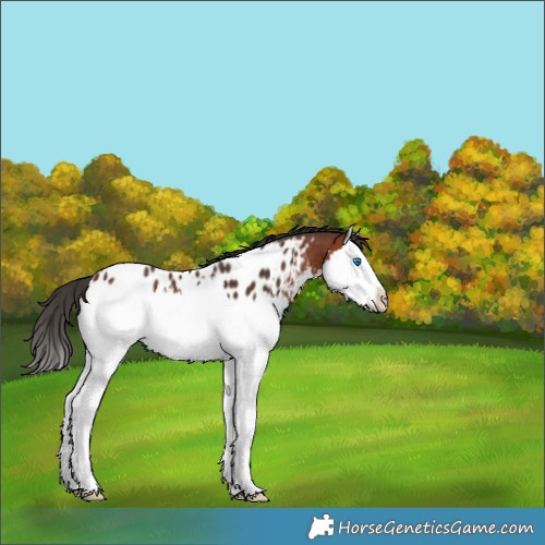 Horse Color:Bay Splash Appaloosa 