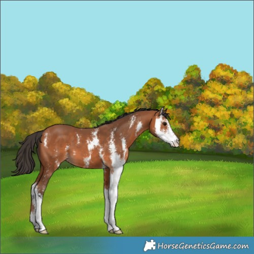 Horse Color:Bay Sabino 