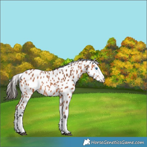 Horse Color:Bay Splash Appaloosa Rabicano 