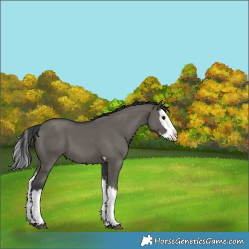 Horse Color:Grullo Splash 