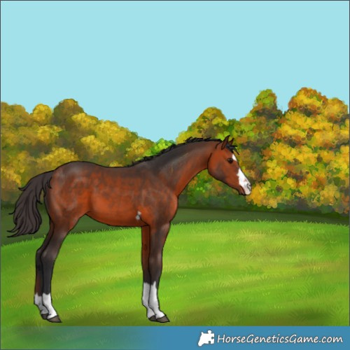 Horse Color:Bay 