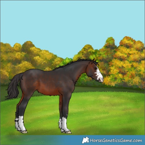 Horse Color:Brown 