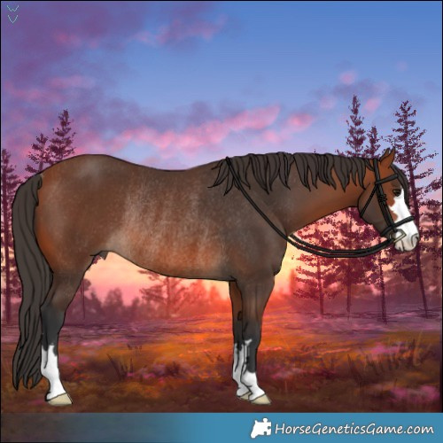 Horse Color:Bay Rabicano 