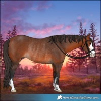 Horse Color:Bay Rabicano 