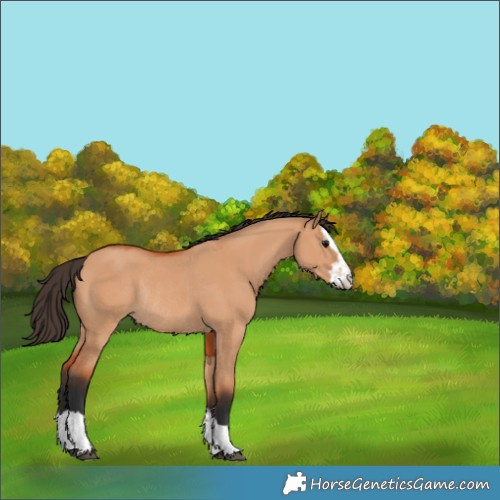 Horse Color:Bay Dun Rabicano 