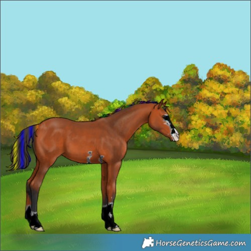 Horse Color:Painted Bay 