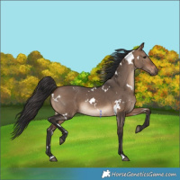 Horse Color:White Spotted Brown Dun Rabicano